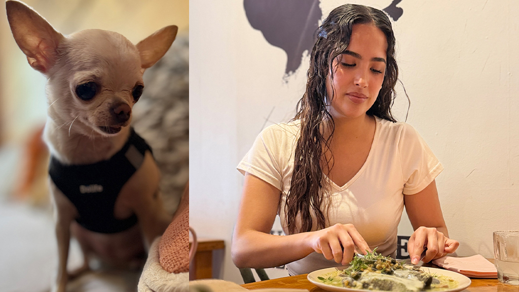 Latte perrito Hyundai