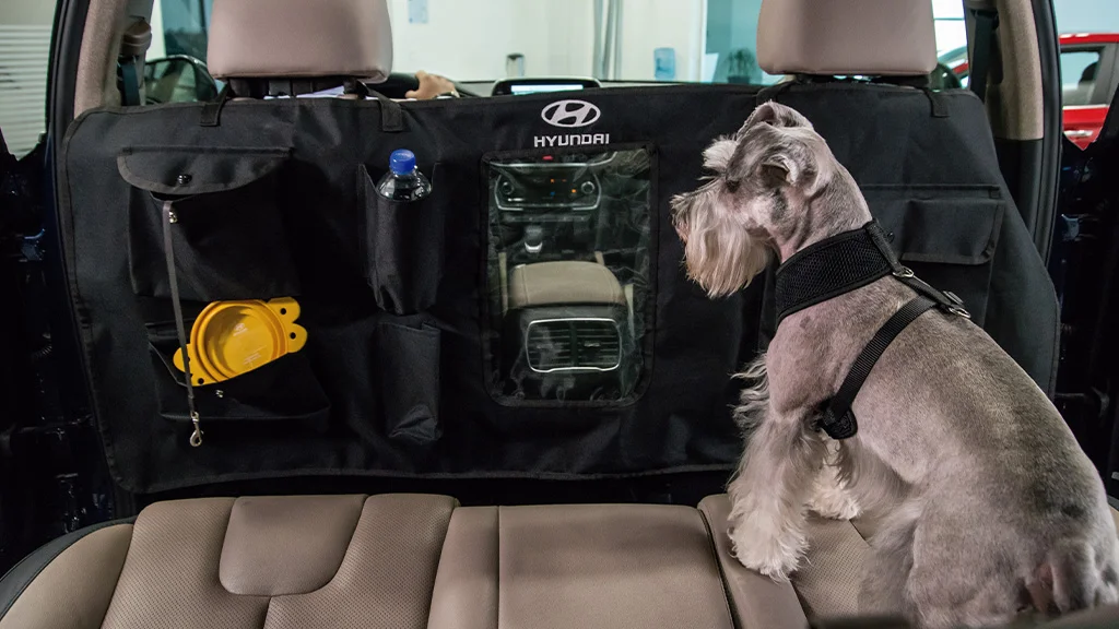 Hyundai Motors, Viajar con Mascota, Accesorios para Mascotas, Reglamento Transito