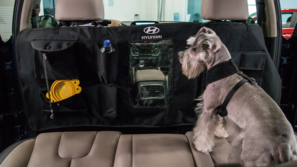 Perro schnauzer dentro del auto con accesorios Hyundai