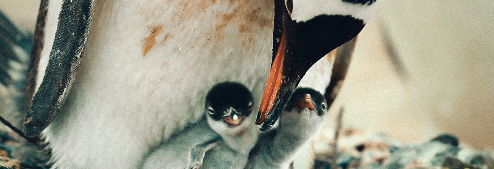 Familia de pingüinos