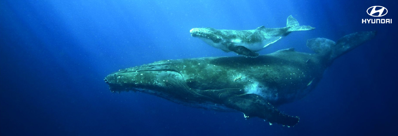 Ballenas jorobadas